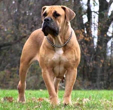 Househelp Mailed Death by Employer’s Dog