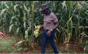 Photo Courtesy President Ruto Farm
